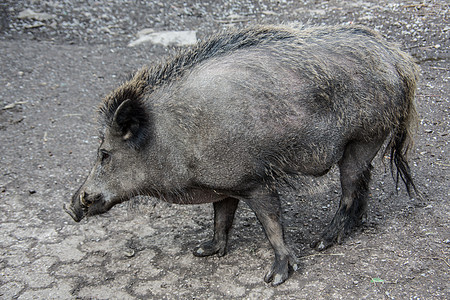 泥地觅食中的野猪森林象牙脚趾鲣鸟鼻子边缘毛皮公猪格劳小猪图片