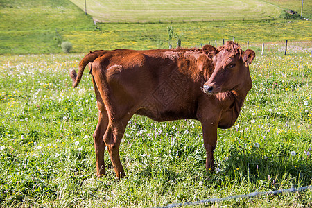 牧草上的褐牛图片
