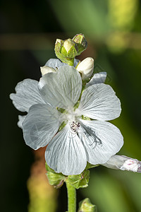 Sidalcea 调装品家庭香味花园宏观野花生长季节花坛植物群植物图片