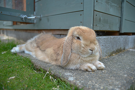 桑迪橙色的兔子躺在石板上放松 以冷却在她的衣棚旁边图片