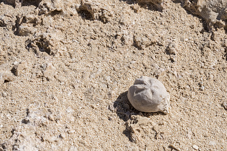 在阿曼苏丹国杜康市洛克花园发现的海胆化石农村乐趣球形生物学刺猬状况珊瑚脉体地质学花园图片