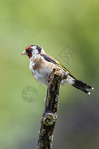 Goldfinch 鸟飞行野生动物花园画眉山雀木头动物群羽毛翅膀歌曲背景图片
