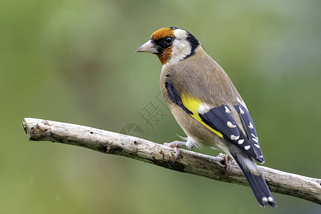 Goldfinch 鸟木头雀科翅膀野生动物林地画眉森林动物羽毛歌曲图片
