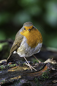 Robin 红胸鸟森林画眉羽毛公园鸣禽翅膀动物群动物贺卡野生动物图片