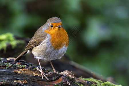 Robin 红胸鸟林地动物翅膀森林观鸟木头野生动物橙子鸣禽动物群图片