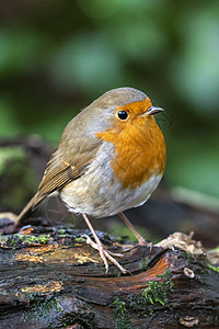 Robin 红胸鸟森林野生动物橙子翅膀画眉动物林地游泳羽毛观鸟图片