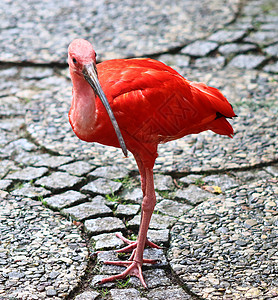 在阳光明媚的夏天 近视中的粉红火烈鸟生命周期异国粉红色背景情调水池长发羽毛吸引力长颈图片