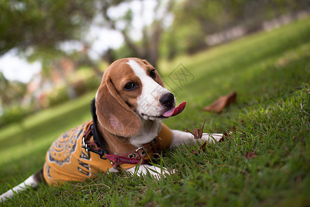 Beagle 狗狗穿着衣服和皮带 坐在绿草或草地上 有选择性地关注Beagle脸部 在夏季公园的宠物图片