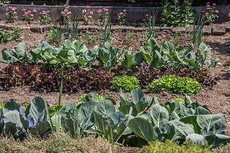 分配款花园的温室泥人前院菜园花坛蔬菜草药菜地侏儒南瓜太阳能图片