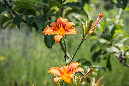 白日有橙色花朵黄色草药橙子草地绿色植物百合红色花园图片