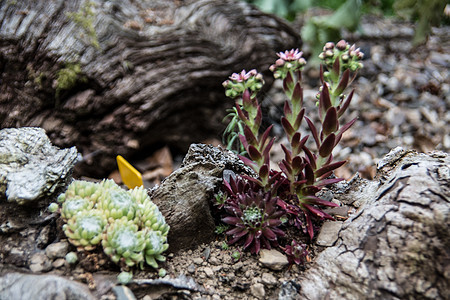 岩石花园中的黄色花朵小屋棕色植物韭菜水库岩石绿色多肉植物灰色假山图片