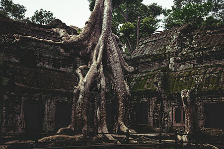 柬埔寨暹粒的塔姆寺庙考古学榕树旅行热带建筑弱光废墟丛林森林世界遗产图片