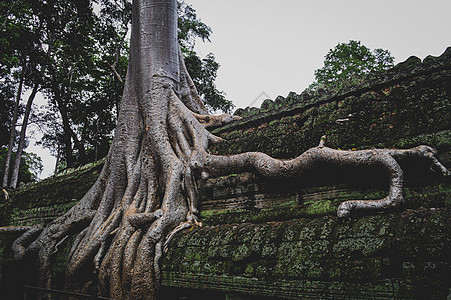 柬埔寨暹粒的塔姆寺庙建筑石头景点旅游遗物地标热带森林旅行文化图片