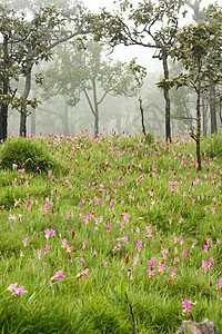 夏亚富姆省清晨雾中粉红色花朵的暹郁郁金香田 这种花朵只放置在世界上这个省份图片
