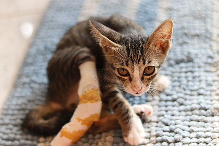 拯救破伤风猫爪子流浪猫胡须收养短发宠物猫咪小猫家畜兽医图片