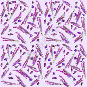 紫色鼠尾草鲜花的 erbal 质地图片