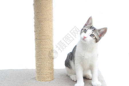 小猫咪在抓痒的柱子上毛皮白色猫咪邮政灰色棕色动物宠物晶须幼兽图片