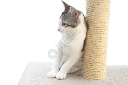 小猫咪在抓痒的柱子上动物宠物棕色白色爪子毛皮幼兽眼睛猫咪尾巴图片
