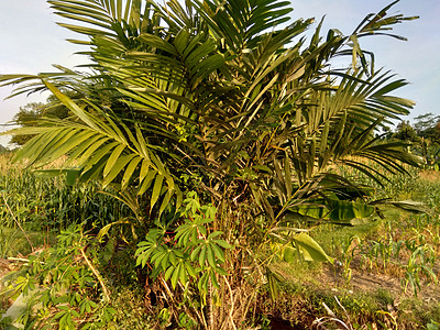 Salak树又名和蛇果 天然背景作物热带营养粮食棕榈市场健康饮食水果植物沙拉酱图片