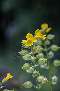 黄花的大松鼠黄色草本植物植物边缘森林唇形花瓣花园杂草观赏图片