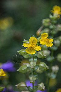 黄花的大松鼠森林植物黄色唇形绿色金鱼花朵杂草花瓣花园图片