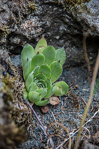 岩石花园中的黄色花朵小屋多肉植物韭菜棕色水库假山灰色绿色植物岩石图片