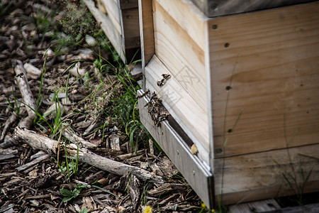 森林中的木蜂绿色盒子昆虫棕色采蜜者蜂群入口蜂箱养蜂业木板图片
