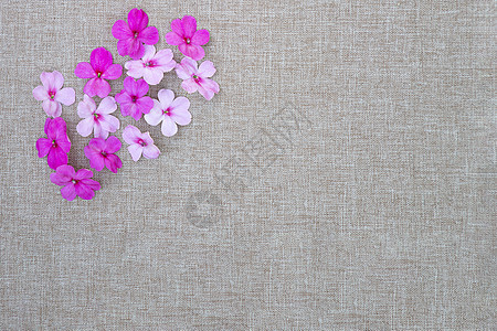 粉红不耐性生长玫瑰植物园艺紫红色热带花瓣墙纸植物群植物学图片