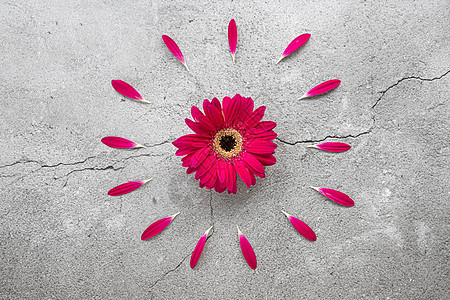 一朵明亮的红色非洲菊雏菊 有圆形的红色花瓣图案图片