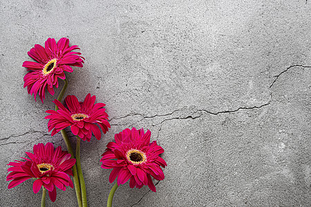 灰色混凝土背景的亮红色红gerbera褐色礼物小样花朵花瓣雏菊植物群中心植物图片