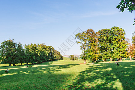 Dallam公园开放的公园园地 在英国坎布里亚市Milnthorpe 阳光明媚的夜晚树木溪流天空风景田园牧场国家绿地农业草地图片
