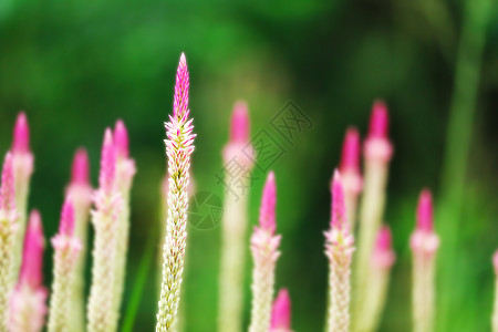 花园中盛开的花朵花红紫色园艺季节生长叶子场地植物学香水鸡冠植物植物群图片