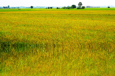 贾米稻田和微雾的反映金质农业图片