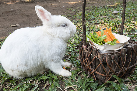 可爱的小白兔兔子图片