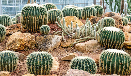 植物园里的仙人掌图片