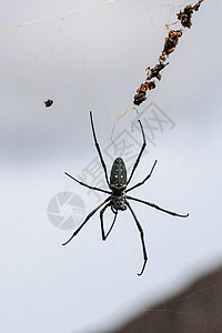 网络上的毒蜘蛛 大蜘蛛在 ne野生动物陷阱球网螺旋荒野昆虫天空寡妇花园危险图片