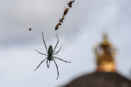 网络上的毒蜘蛛 大蜘蛛在 ne荒野昆虫花园球网天空危险蛛网寡妇女性野生动物图片