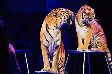 老虎在马戏场表演耍花招荒野条纹哺乳动物展示培训师艺术家捕食者马戏团危险图片