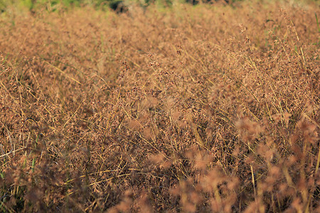 夏日草原干燥生活方式花粉勘探环境田园农作物旅游全景摄影草地图片