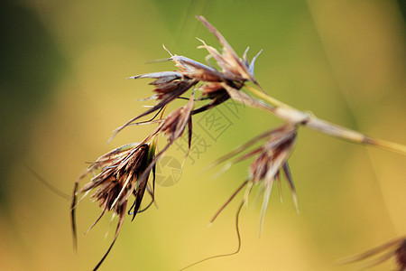 夏日草原干燥摄影旅游人行道生活方式场景全景农田大麦农业农作物图片