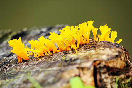 日志上的黄真菌图片