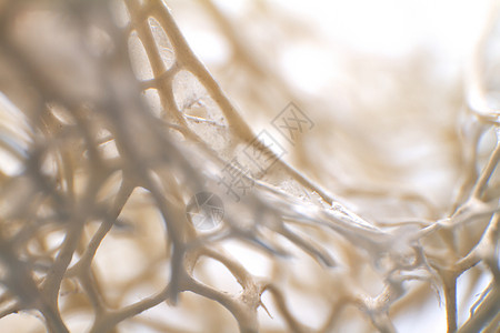 从干海海绵的宏观照片中创作艺术彩色背景灰尘卫生抹布科学家庭网络墙纸牛仔布织物纺织品图片