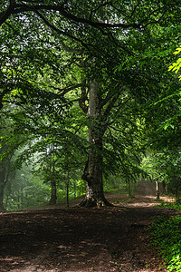夏季森林中的道路小路木头植物环境绿色娱乐图片