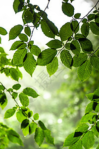 夏日森林的薄雾清晨环境绿色荒野观光植物木头树叶旅行图片