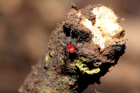 红蜘蛛在树枝上天鹅绒蜘蛛螨虫动物小动物甲虫寄生虫昆虫叶子笨蛋图片