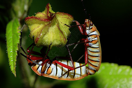 红棉虫或棉花罐头虫甲虫荒野生物橙子配种动物宏观花园昆虫学栖息地图片
