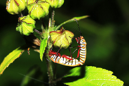 红棉虫或棉花罐头虫叶子配种害虫生物昆虫学森林蓝色花园甲虫热带图片