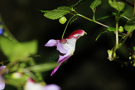 鹦鹉花是家族的鹦鹉野生动物夫妻荒野避难所雨林植物清道蜡烛宏观图片