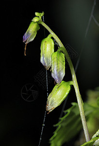 带蜘蛛网的花粉毒液野蜂漏洞昆虫网络生物学季节叶子植物花园图片