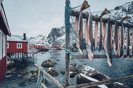挪威Nusfjord渔村的干鱼鳕村庄渔业荒野鳕鱼房子峡湾动物土地季节钓鱼图片